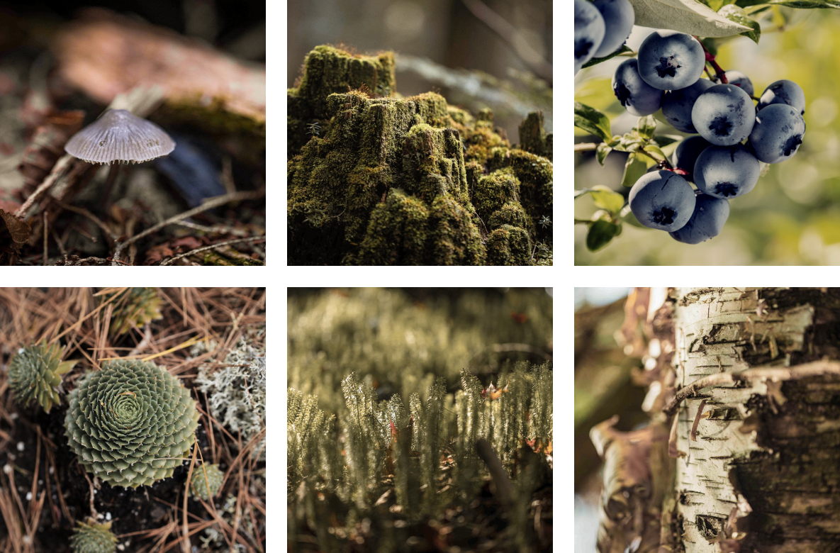Collage of natural elements including a mushroom, mossy texture, blueberries, and tree bark.